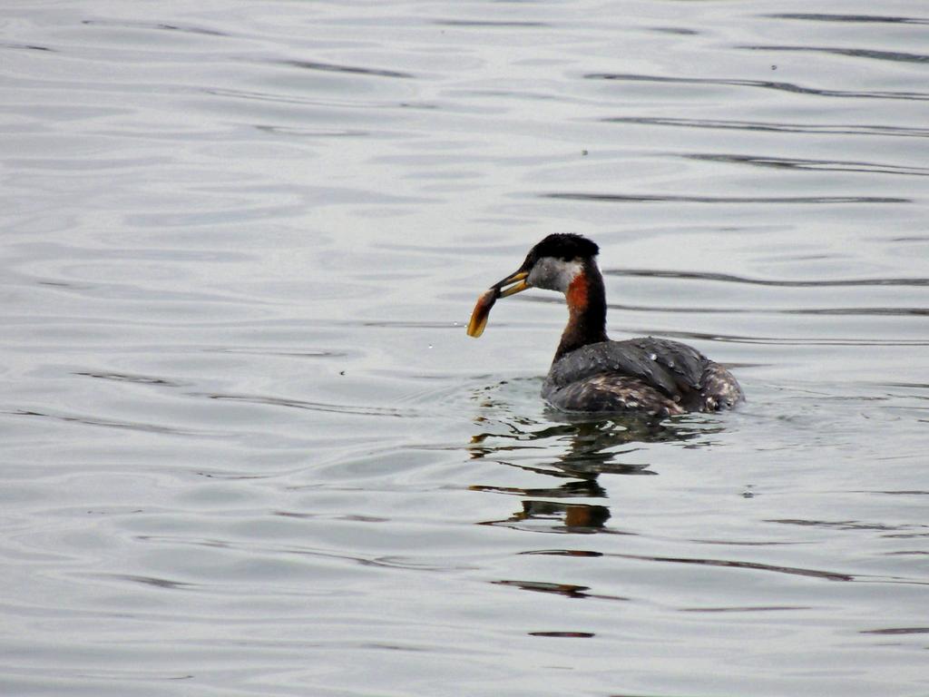 DSCN9742a.jpg