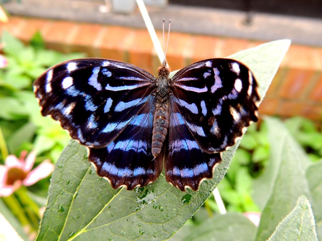 DSCN9747.jpg