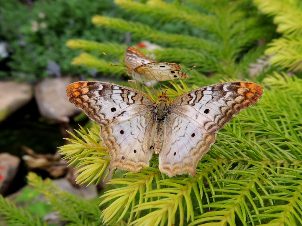 DSCN9748.jpg