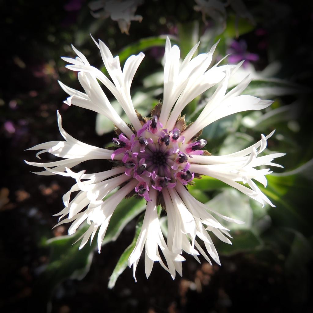 DSCN9758.jpg