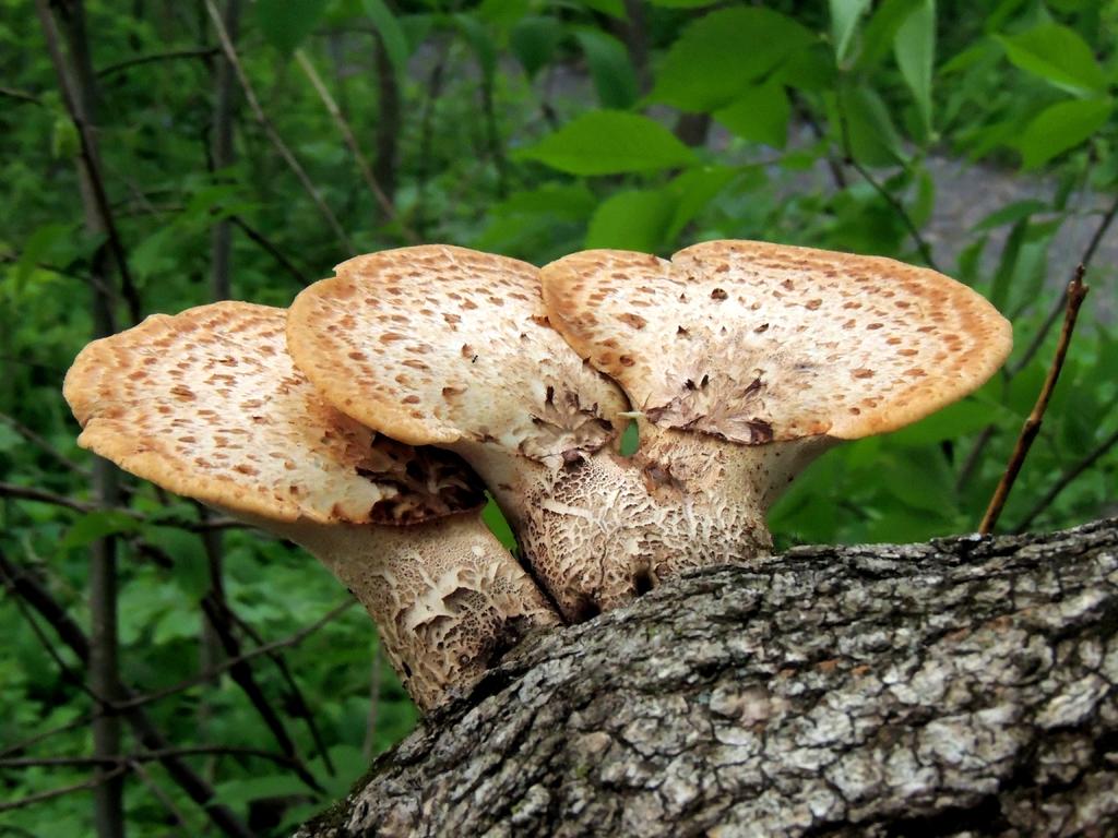 DSCN9783.jpg