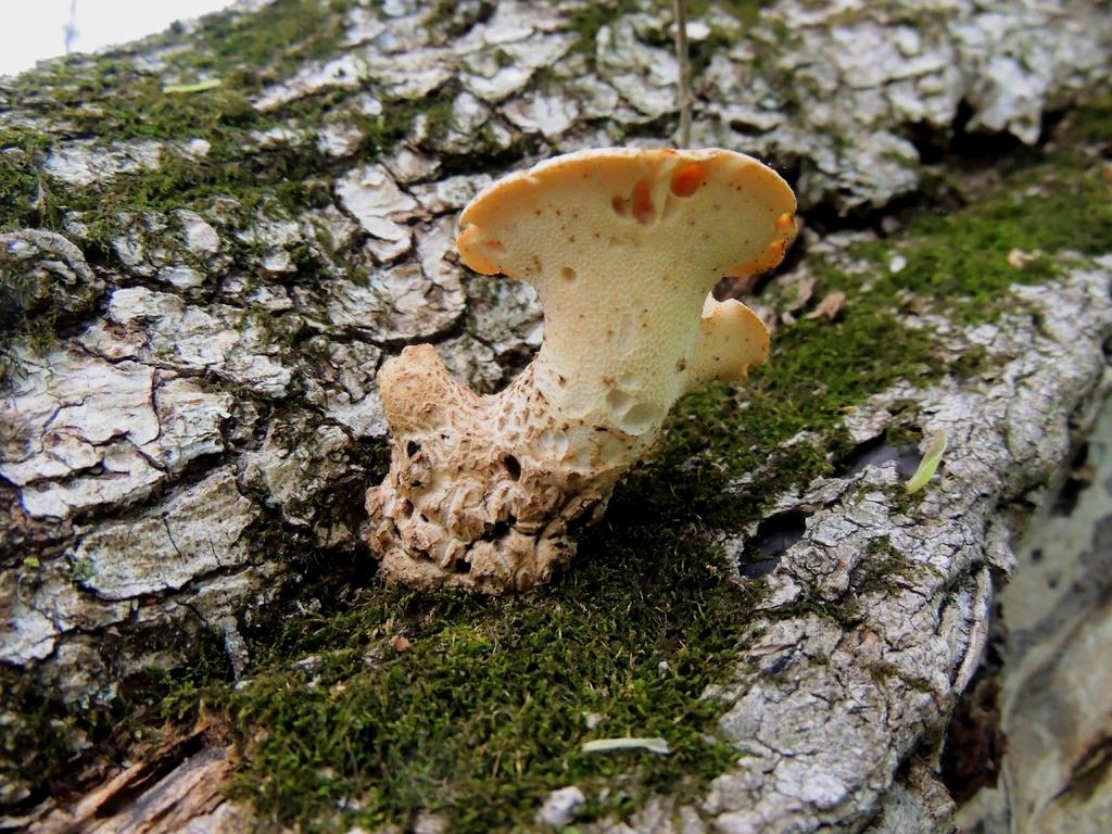 DSCN9785.jpg
