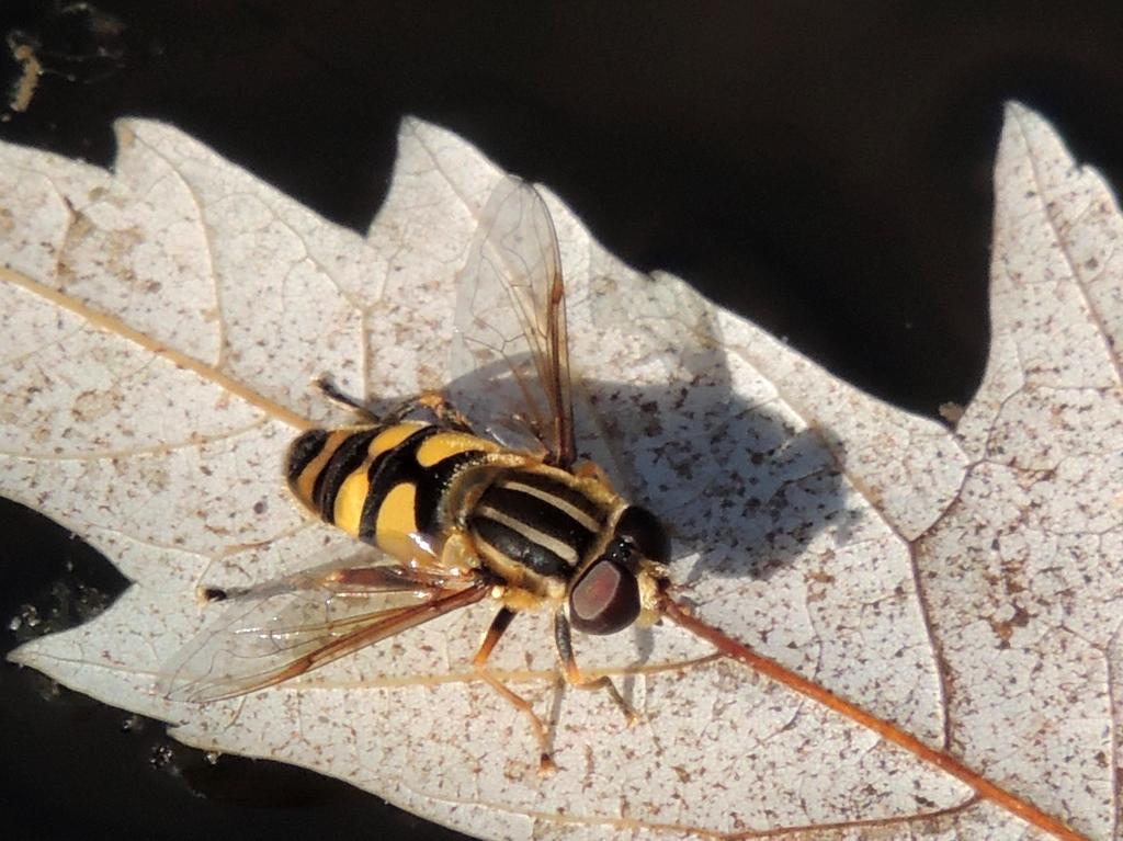 DSCN9788.jpg