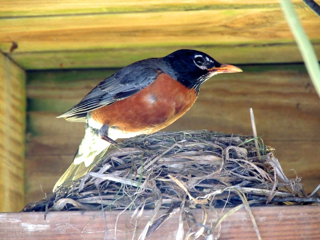 DSCN9796.jpg
