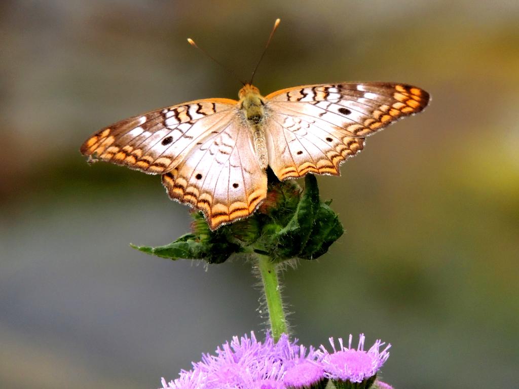 DSCN9797.jpg