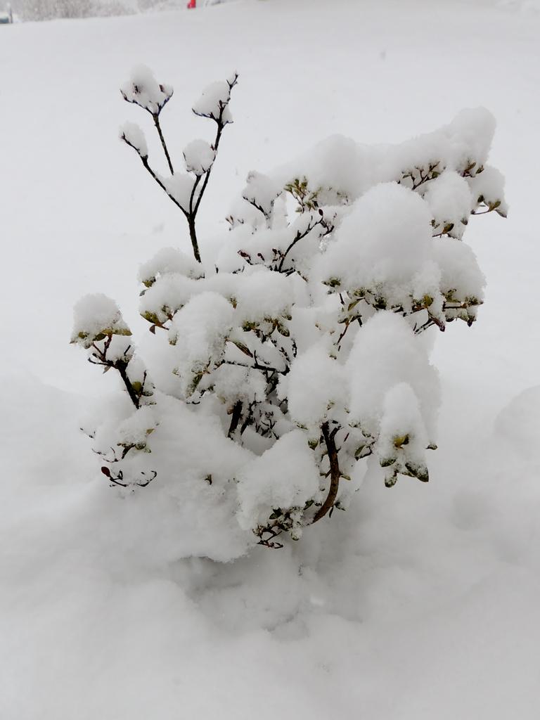 DSCN9801.jpg