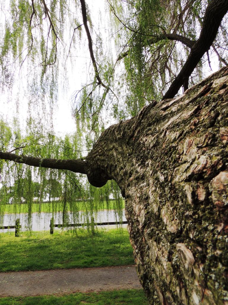 DSCN9804.jpg