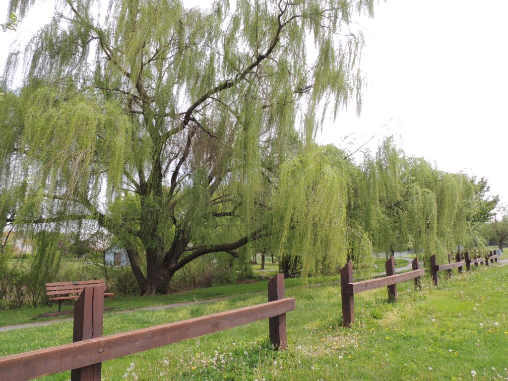 DSCN9805.jpg