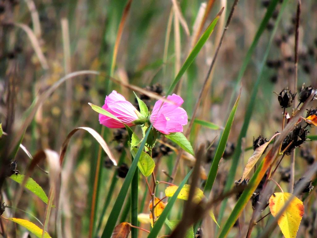 DSCN9810.jpg
