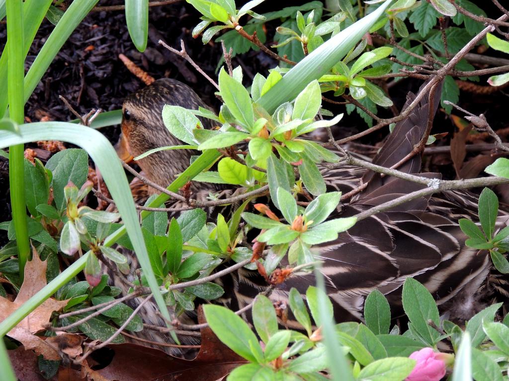 DSCN9810.jpg