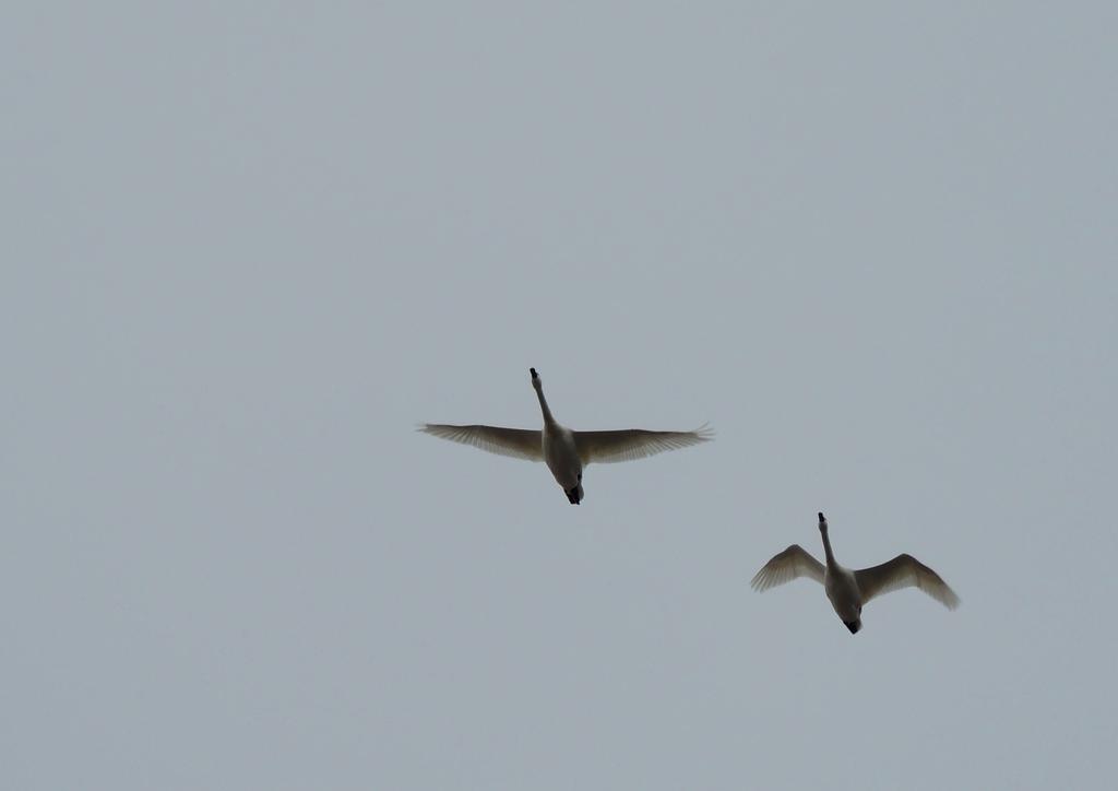 DSCN9862.jpg