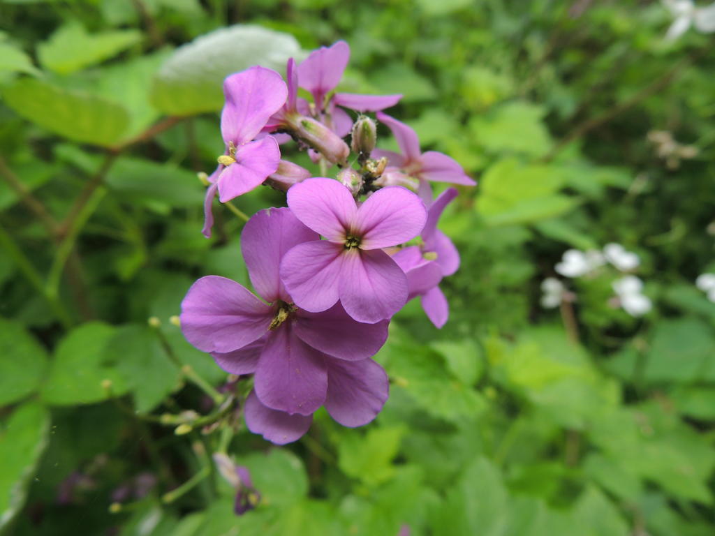 DSCN9916.jpg