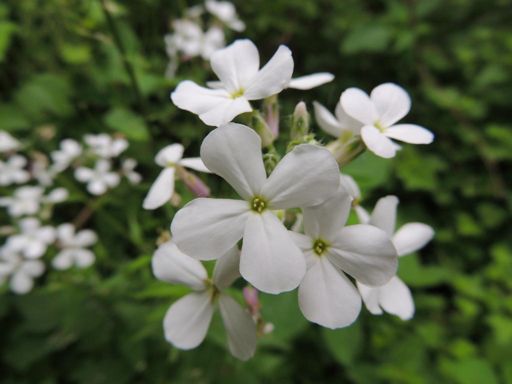 DSCN9917.jpg