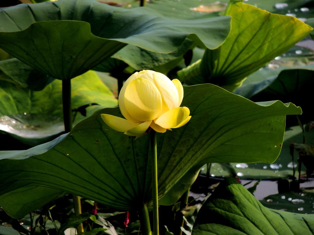 DSCN9917.jpg