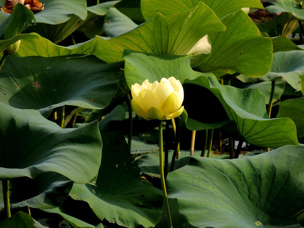 DSCN9918.jpg