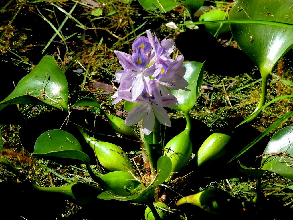 DSCN9949.jpg
