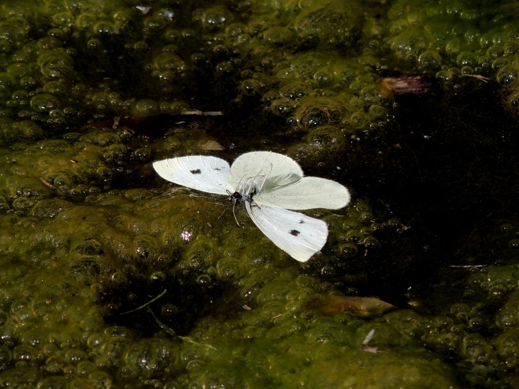 DSCN9953.jpg