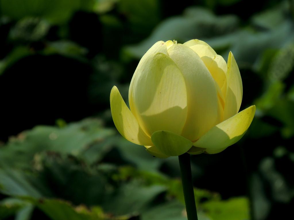 DSCN9988.jpg