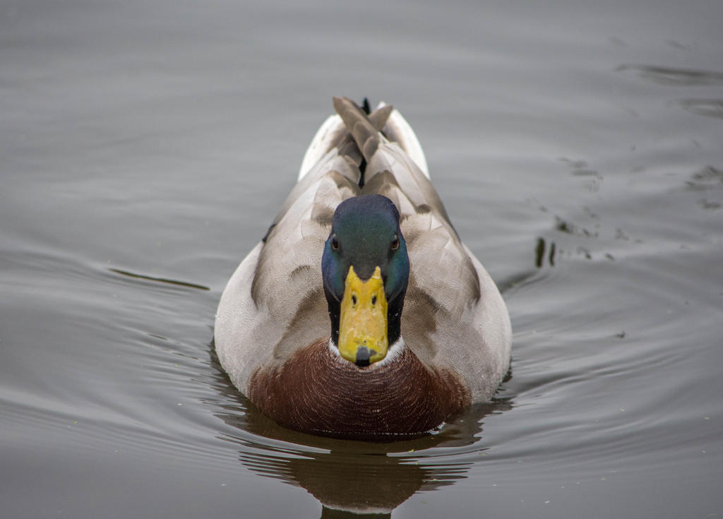 Duck 1.jpg