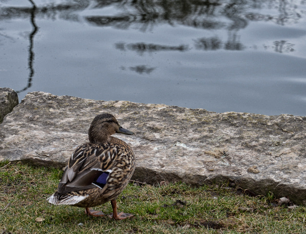 Duck (1 of 1).jpg