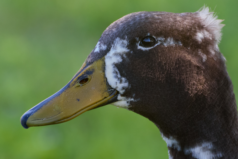 Duck--2.jpg