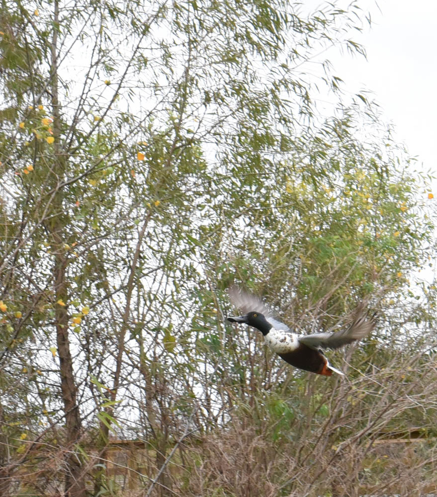 duck (2 of 1).jpg