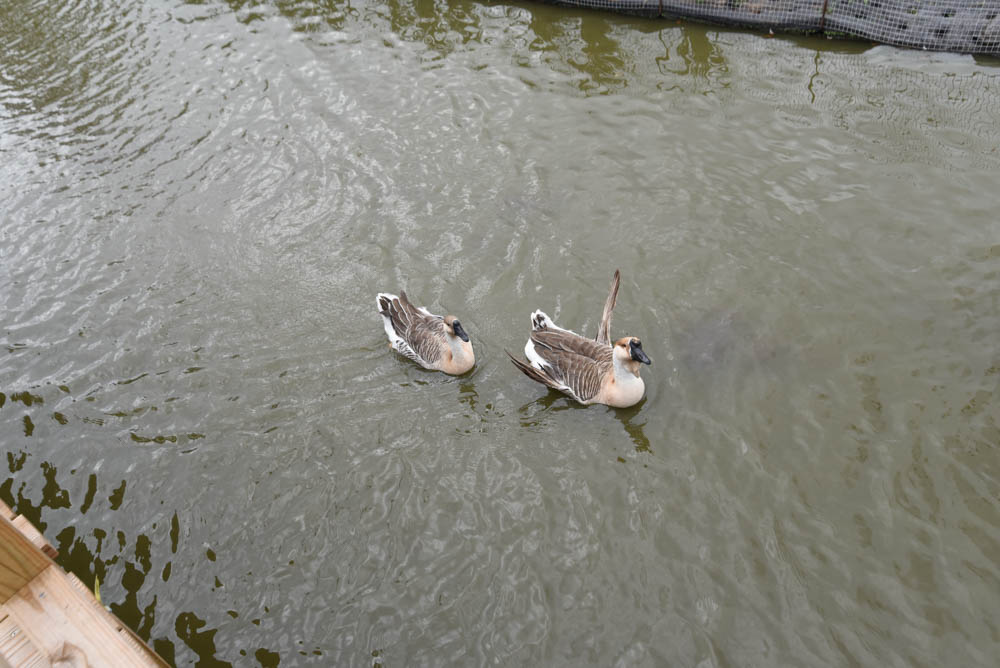 duck (2 of 1).jpg