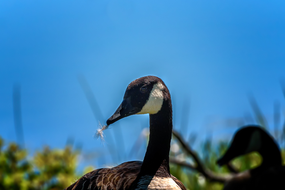 Duck--3.jpg