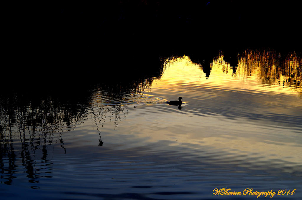 Duck at Sunset.jpg