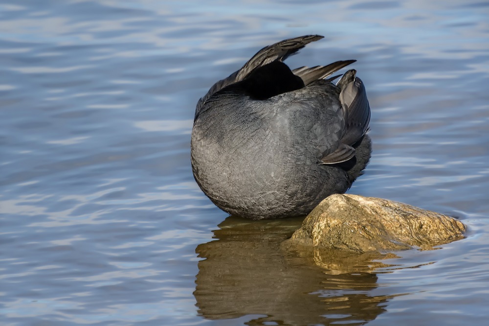 Duck Ball-.jpg