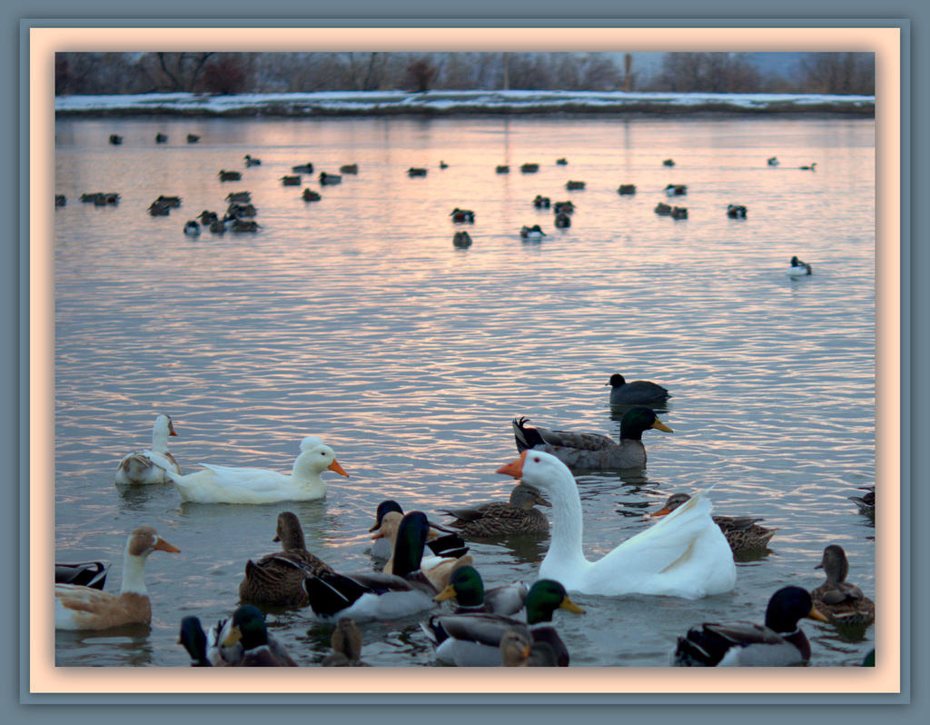 Duck, Duck, Goose.jpg