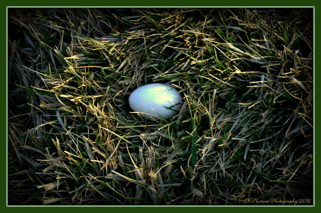 Duck Egg 3-8-2016.jpg