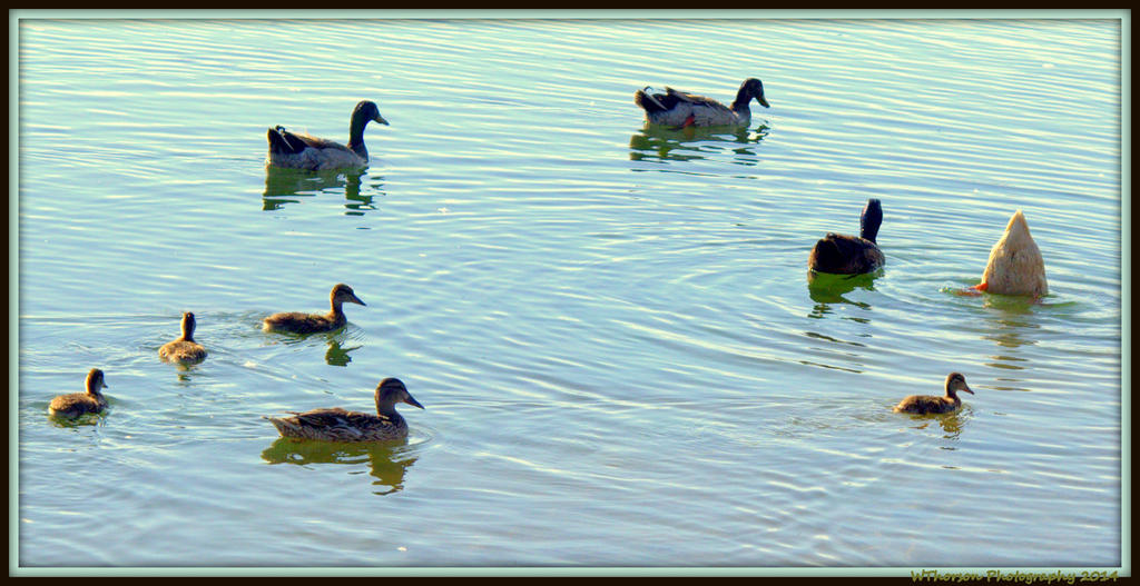 Duck Family with one Strange Cousin Duck.jpg