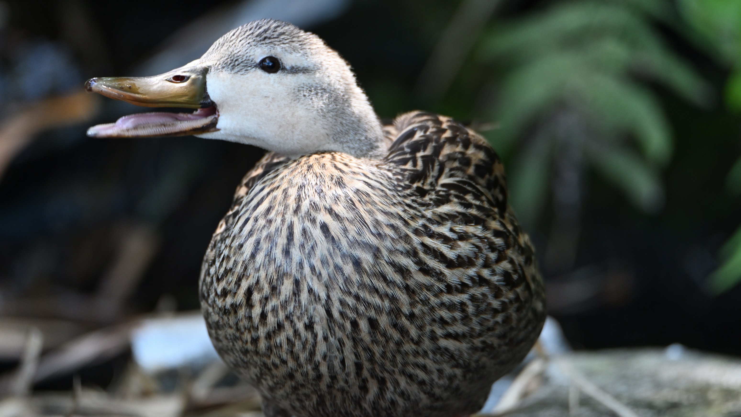 duck gripe.JPG