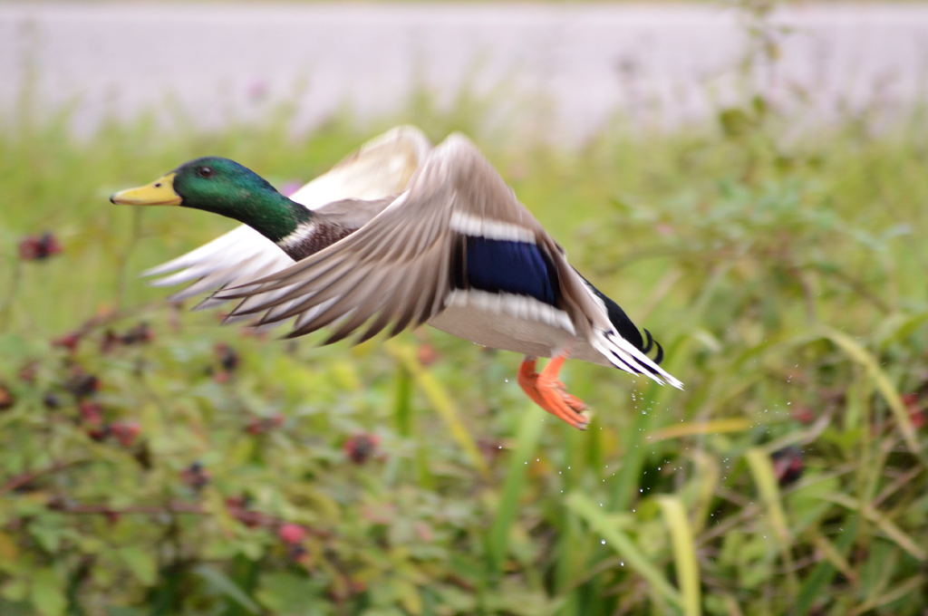 Duck in Flight 2.jpg