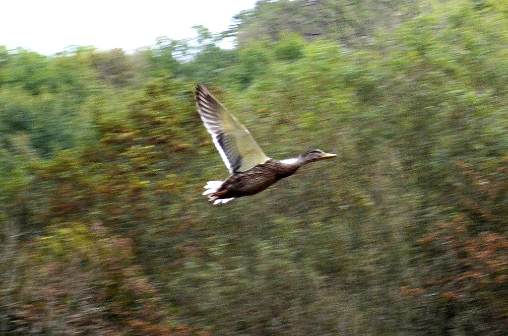 Duck in Flight.jpg