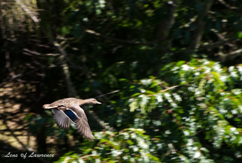 Duck in flight LOL.jpg