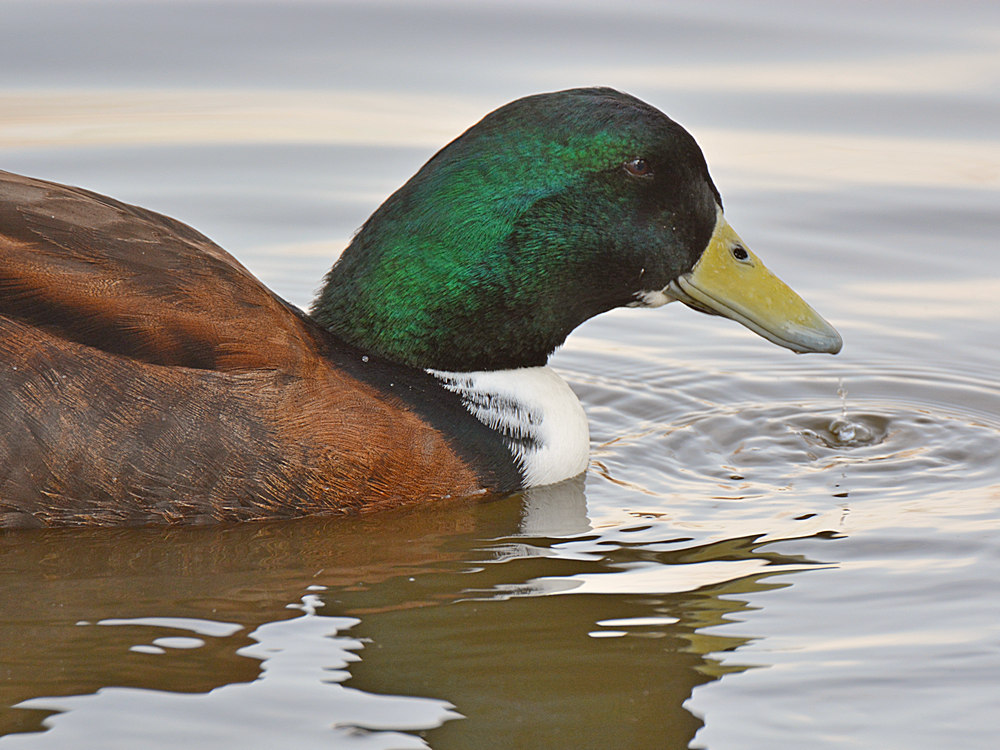Duck.jpg