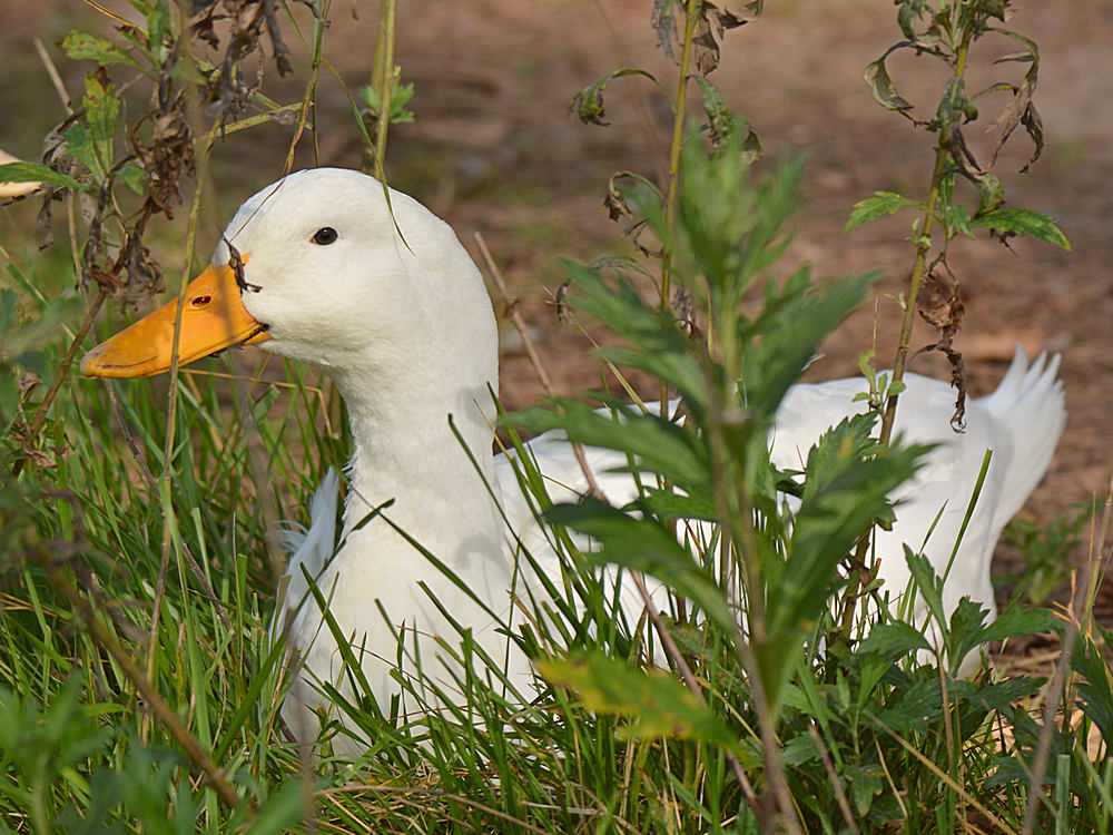 Duck.jpg