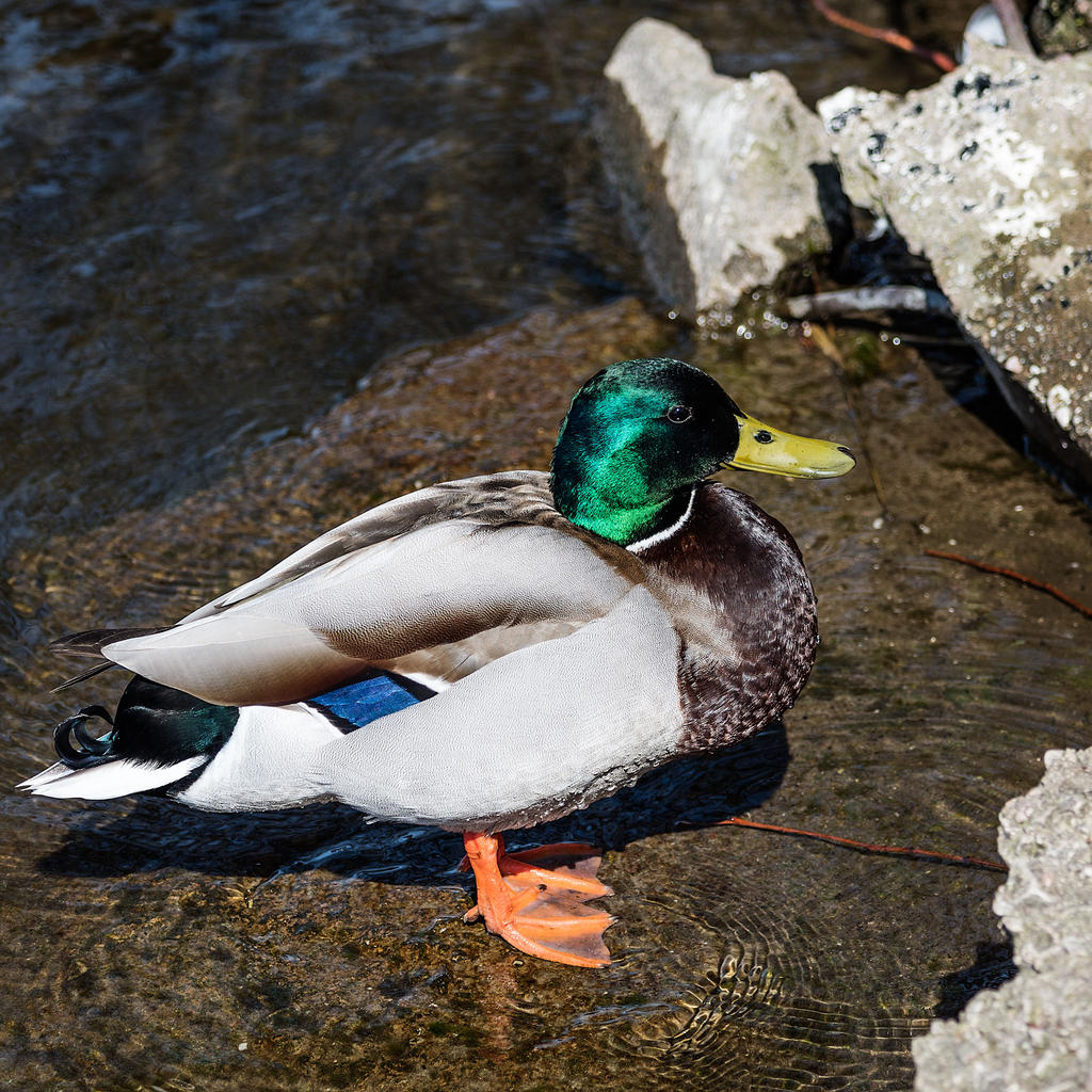 Duck.jpg
