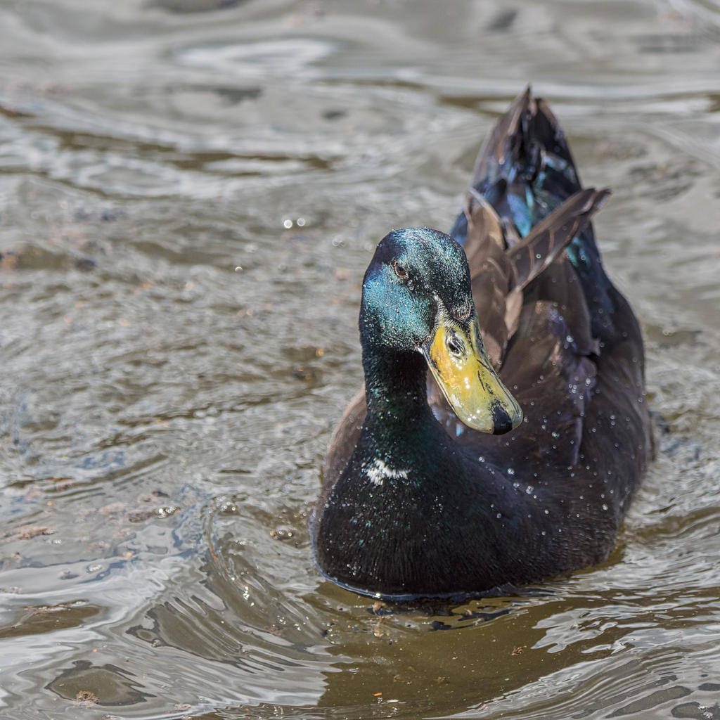 Duck.jpg