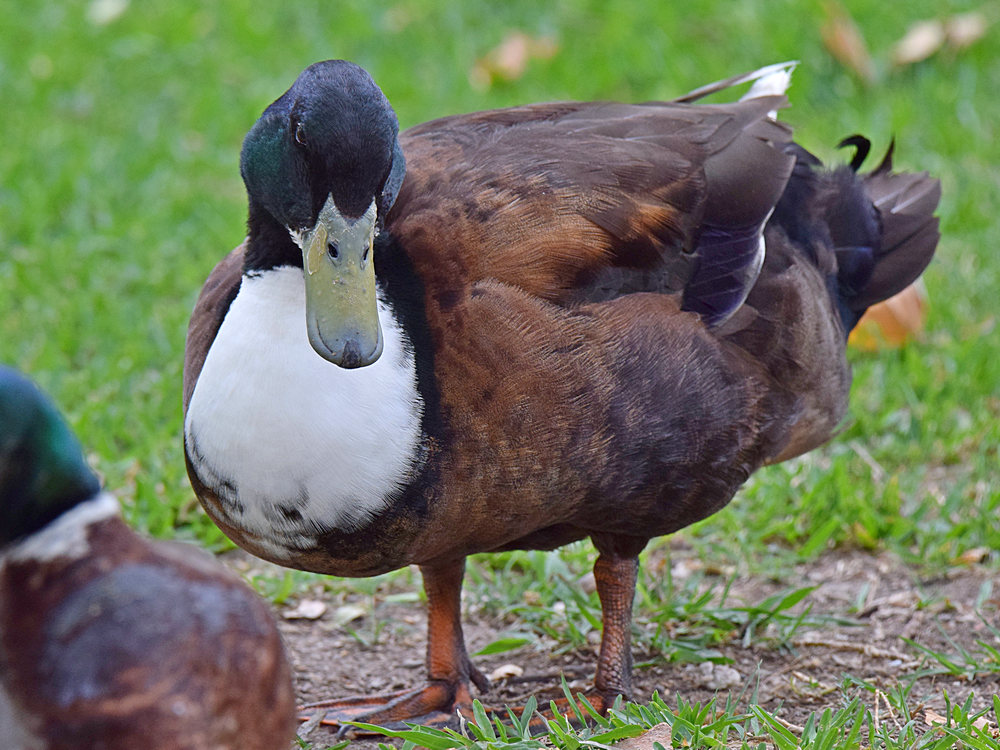 Duck.jpg