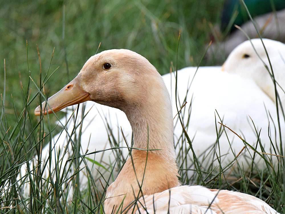 Duck.jpg