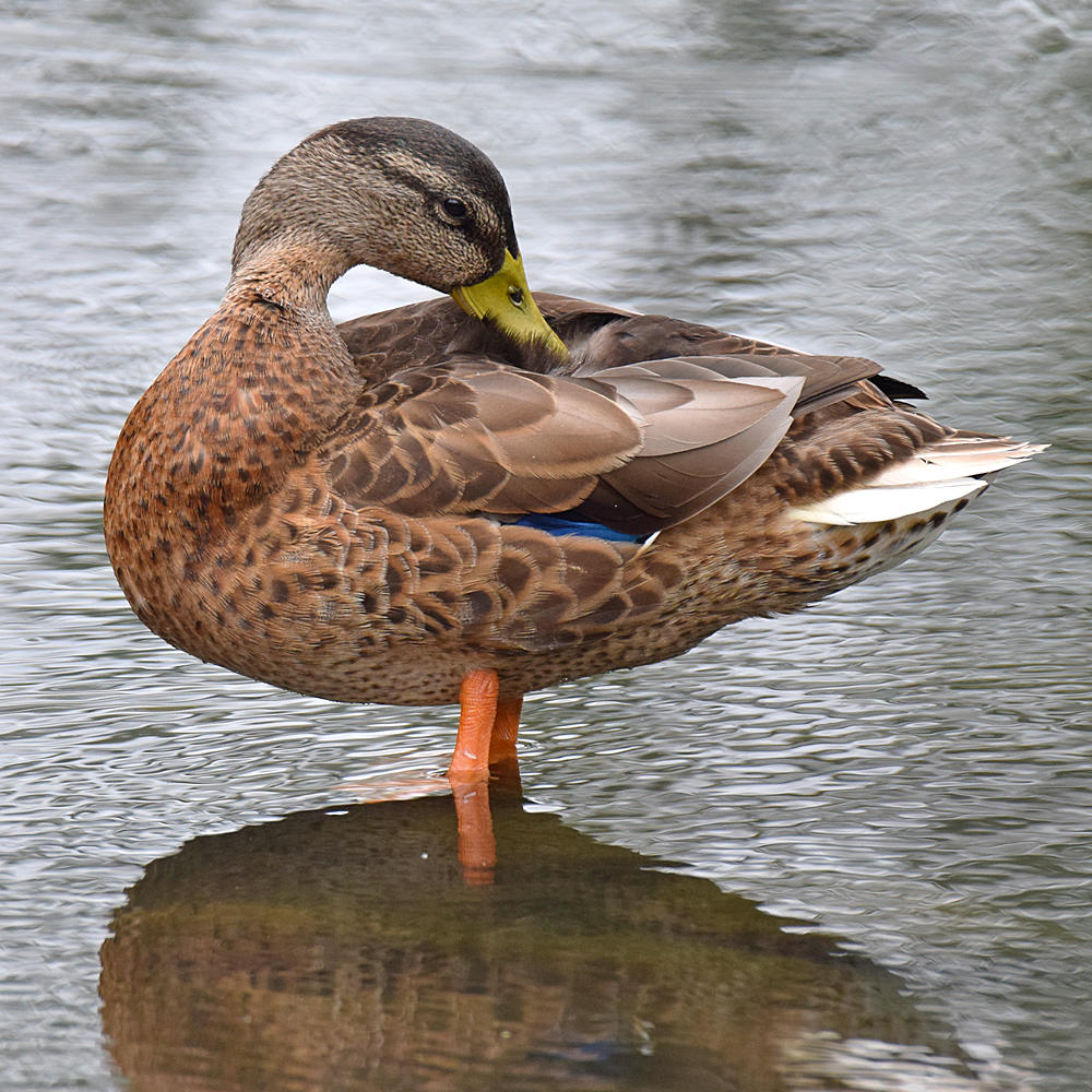 Duck.jpg