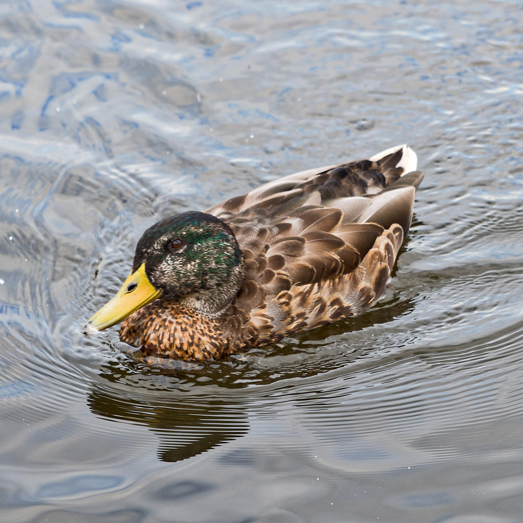 Duck.jpg