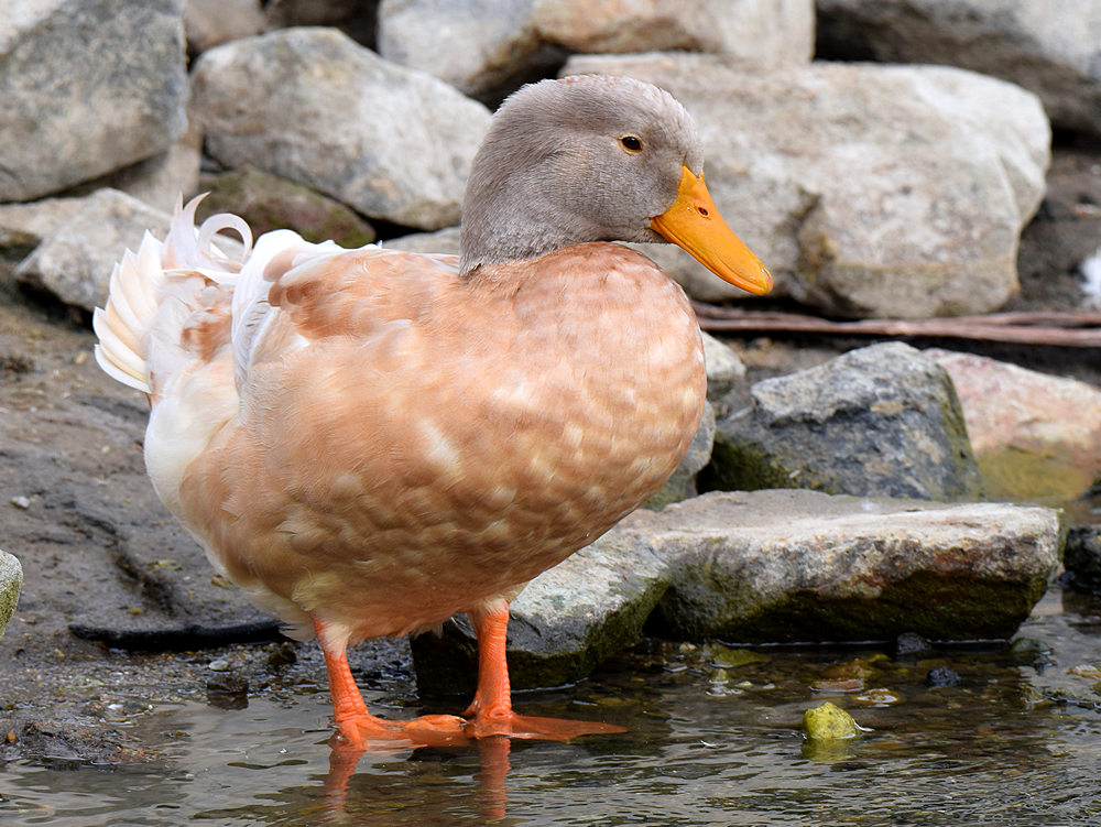 Duck.jpg