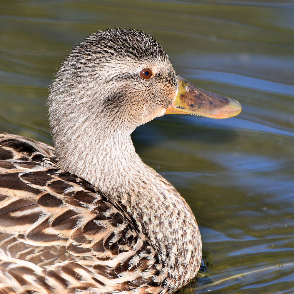 Duck.jpg