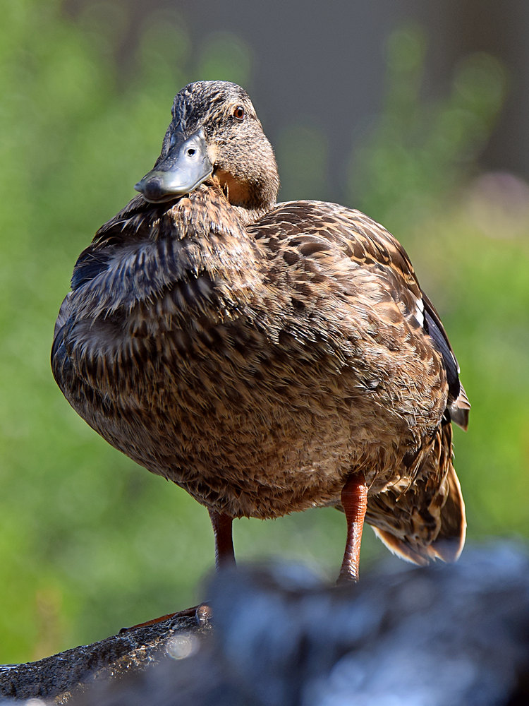 Duck.jpg