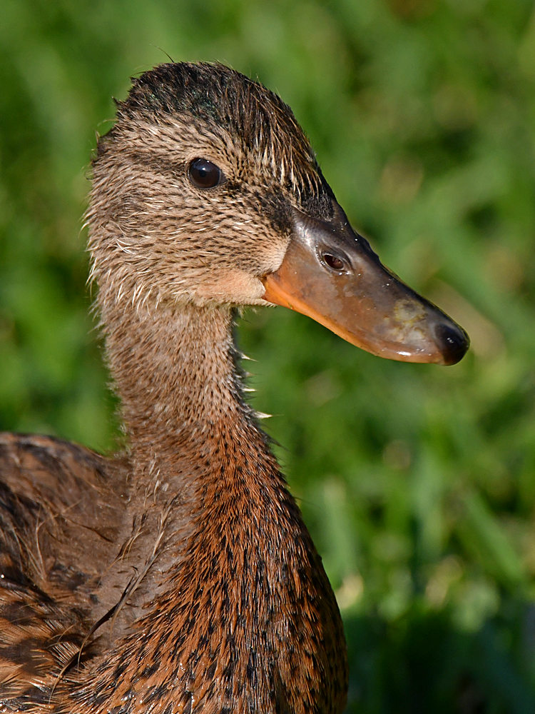Duck.jpg