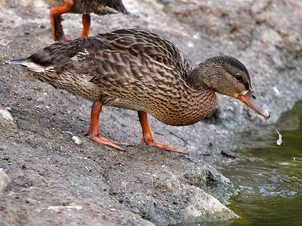 Duck.jpg